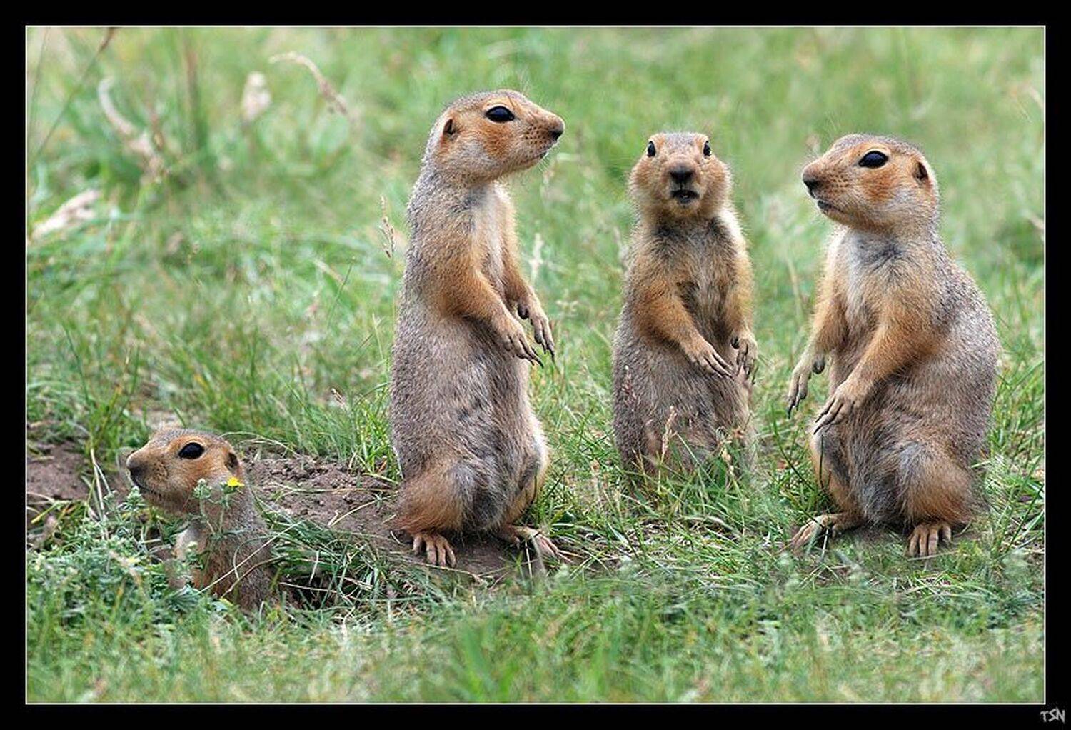 , Сергей Требунских