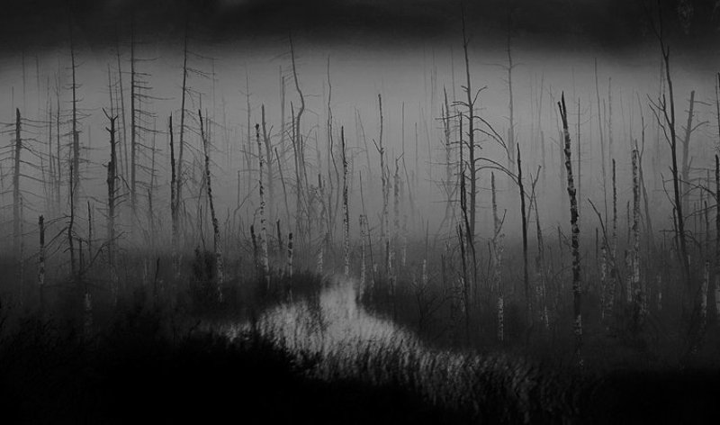 Таинственный лес фото превью