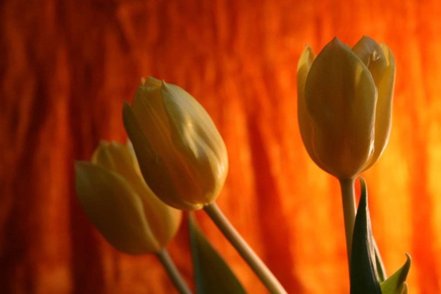 тюльпан, Lelya