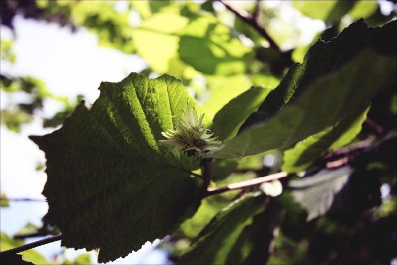 орех, лето Little Nut фото превью