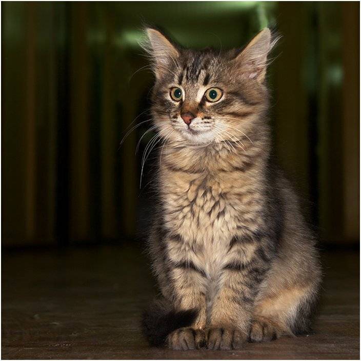 котёнок, офис, senjor