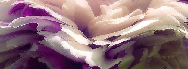 цветок, photograf