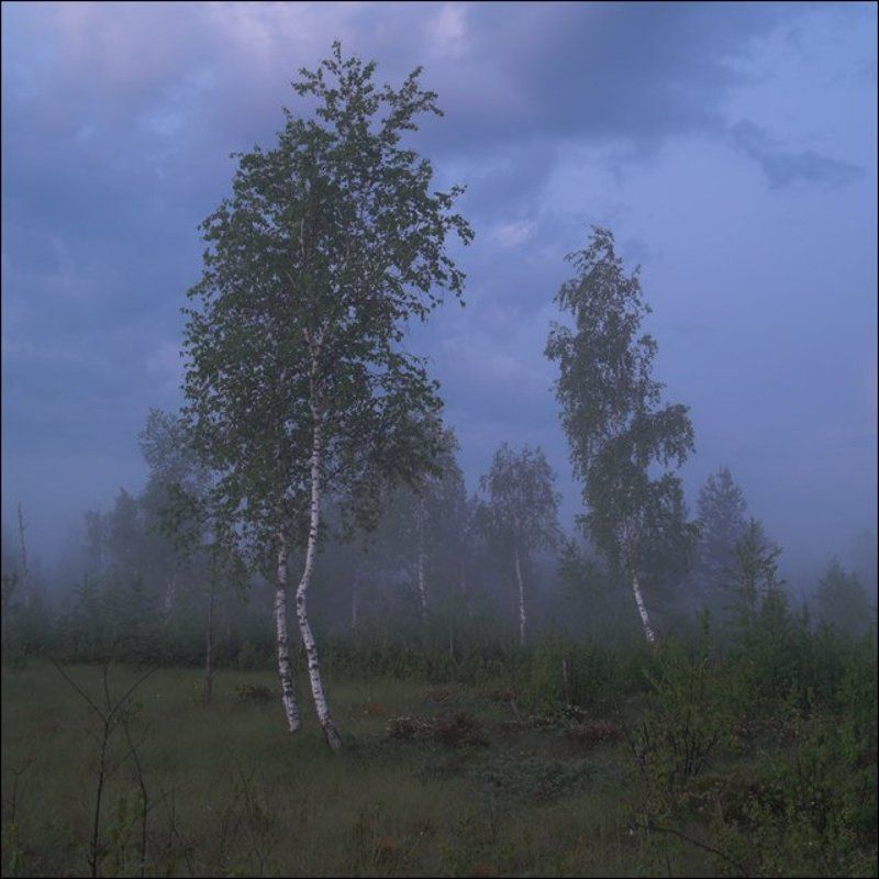 Летняя цветная ночная болотная картинка с березами фото превью