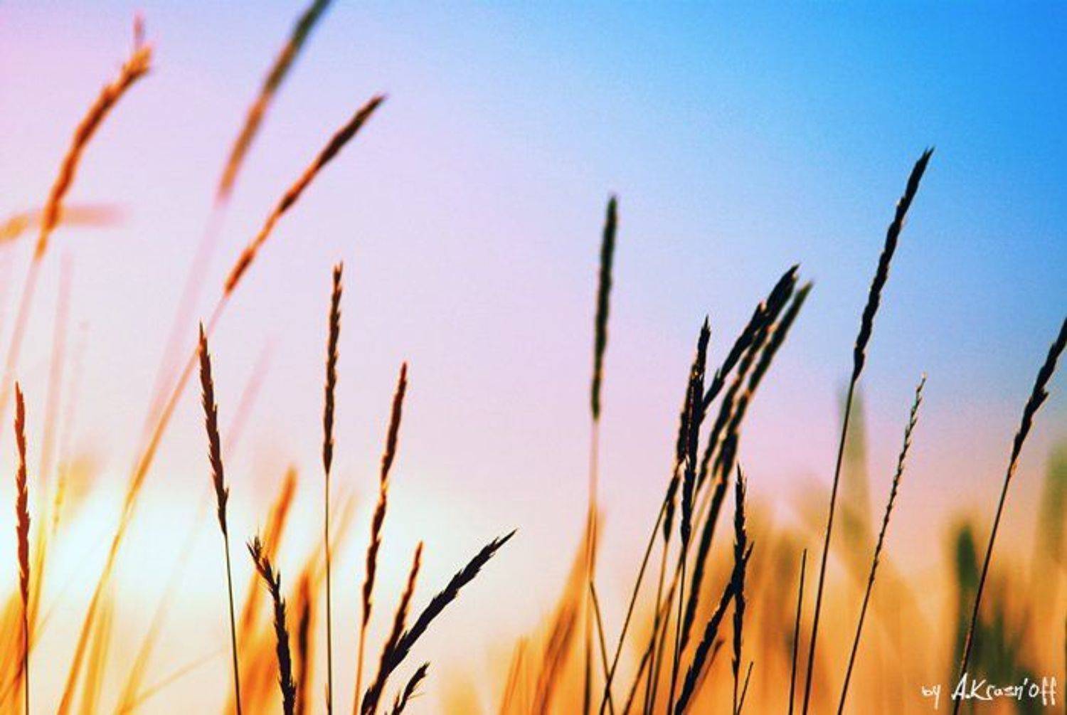 утро, колосья, небо, солнце, расвет, A.Krasnoff