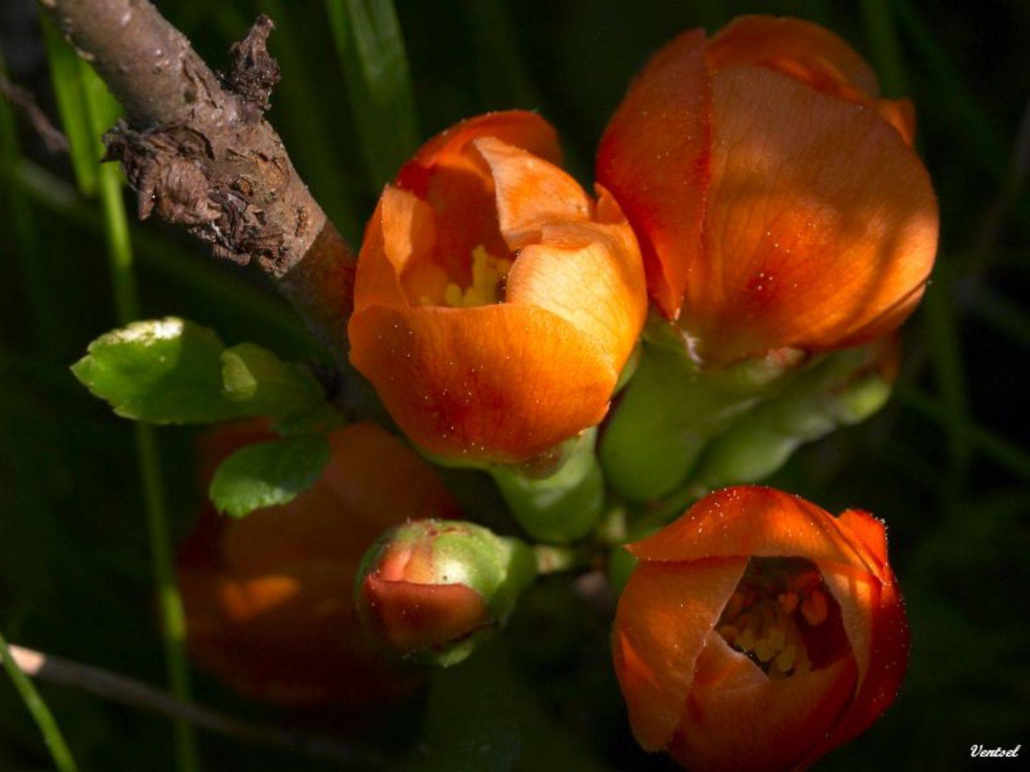 , Венцель Александр