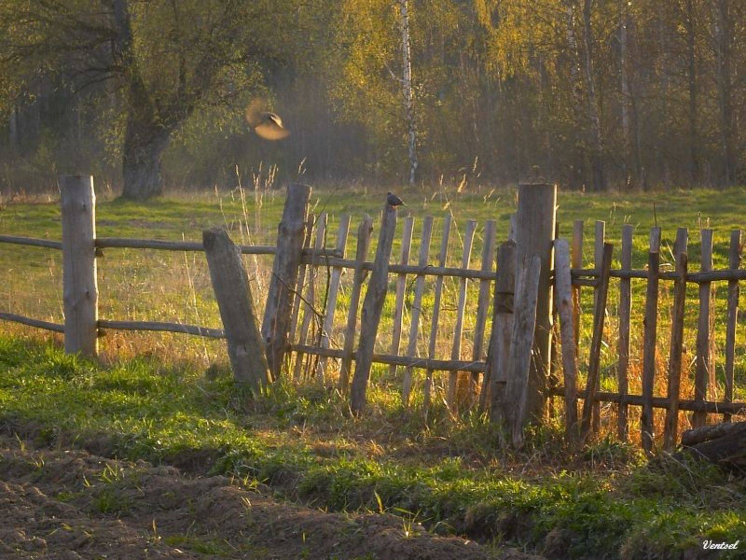 ***, Венцель Александр