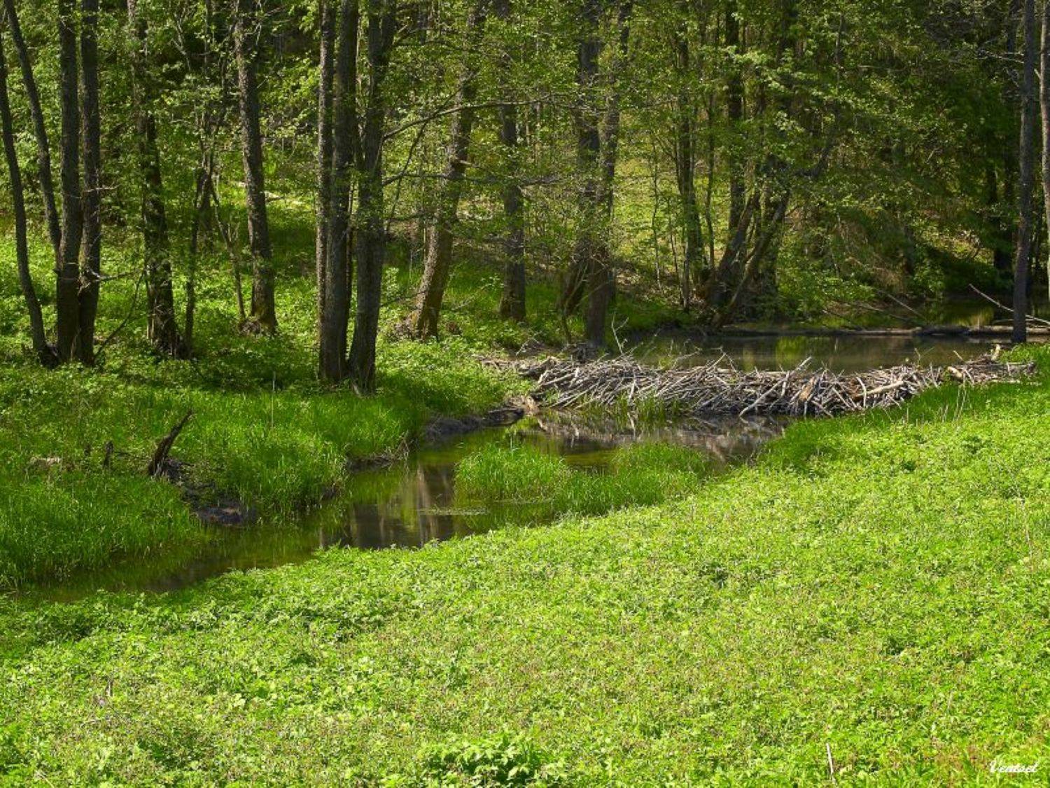 , Венцель Александр