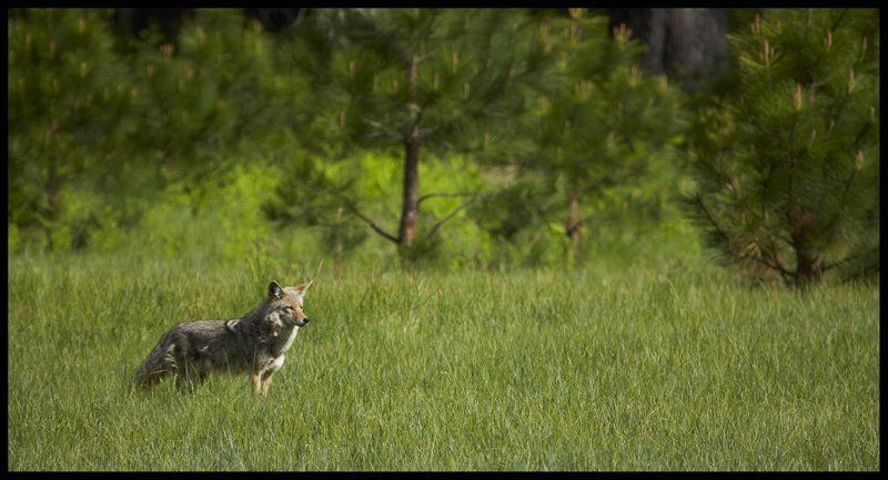 Coyote (Canis latrans), Yosemite. фото превью