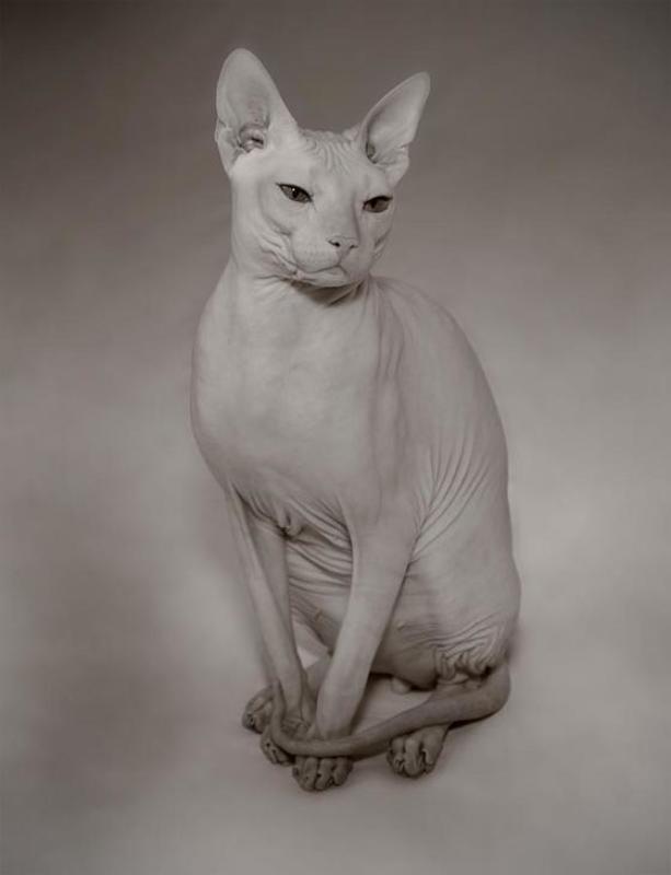 ******************* фото превью