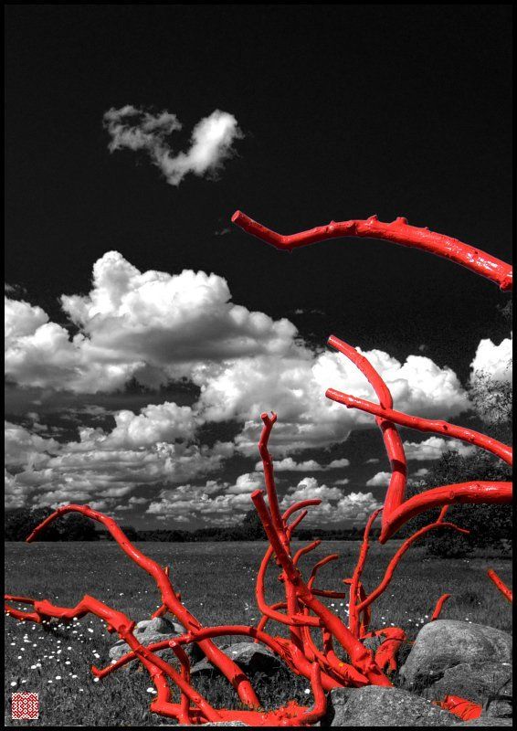 педвале Pedvale. Небесные корни фото превью