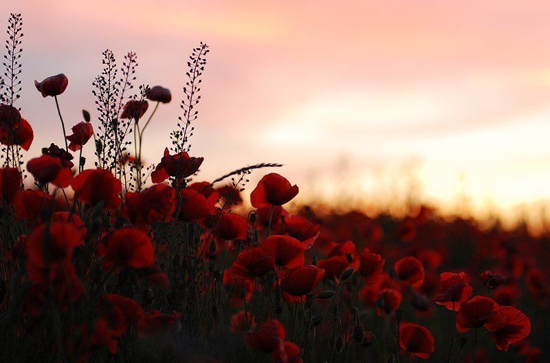 маки, маки, маки, много маков горят фото превью