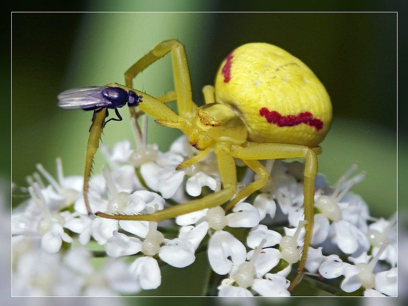 Ну, Жёлтый - охотиться будем, или глазки строить?.. фото превью