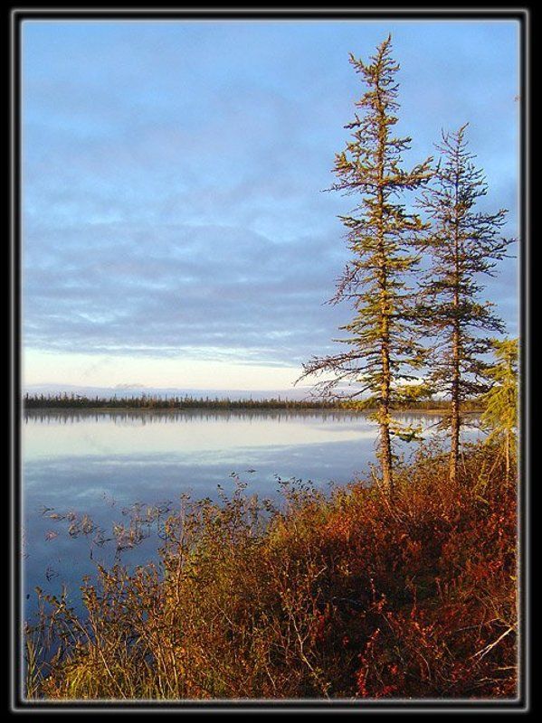 тайга,озеро Утро у озера фото превью