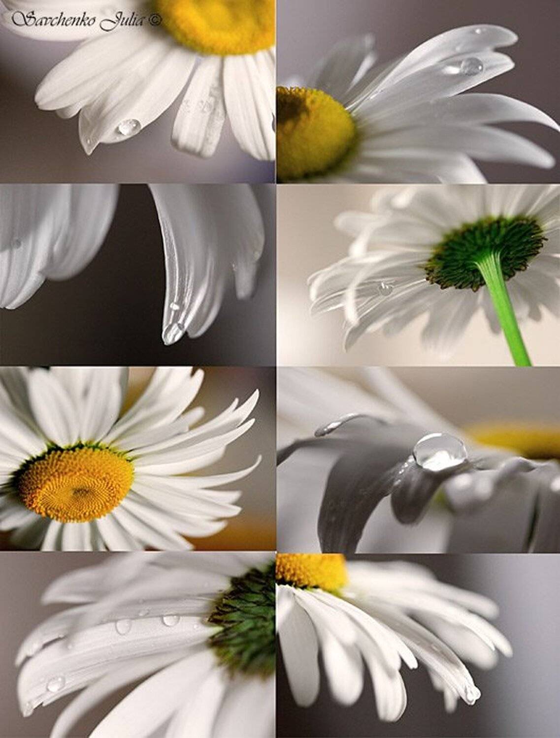 ромашки, sava