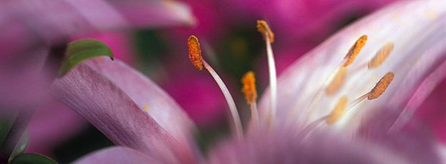 опять цветок, photograf