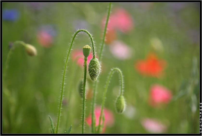 мак, Алексей Строганов