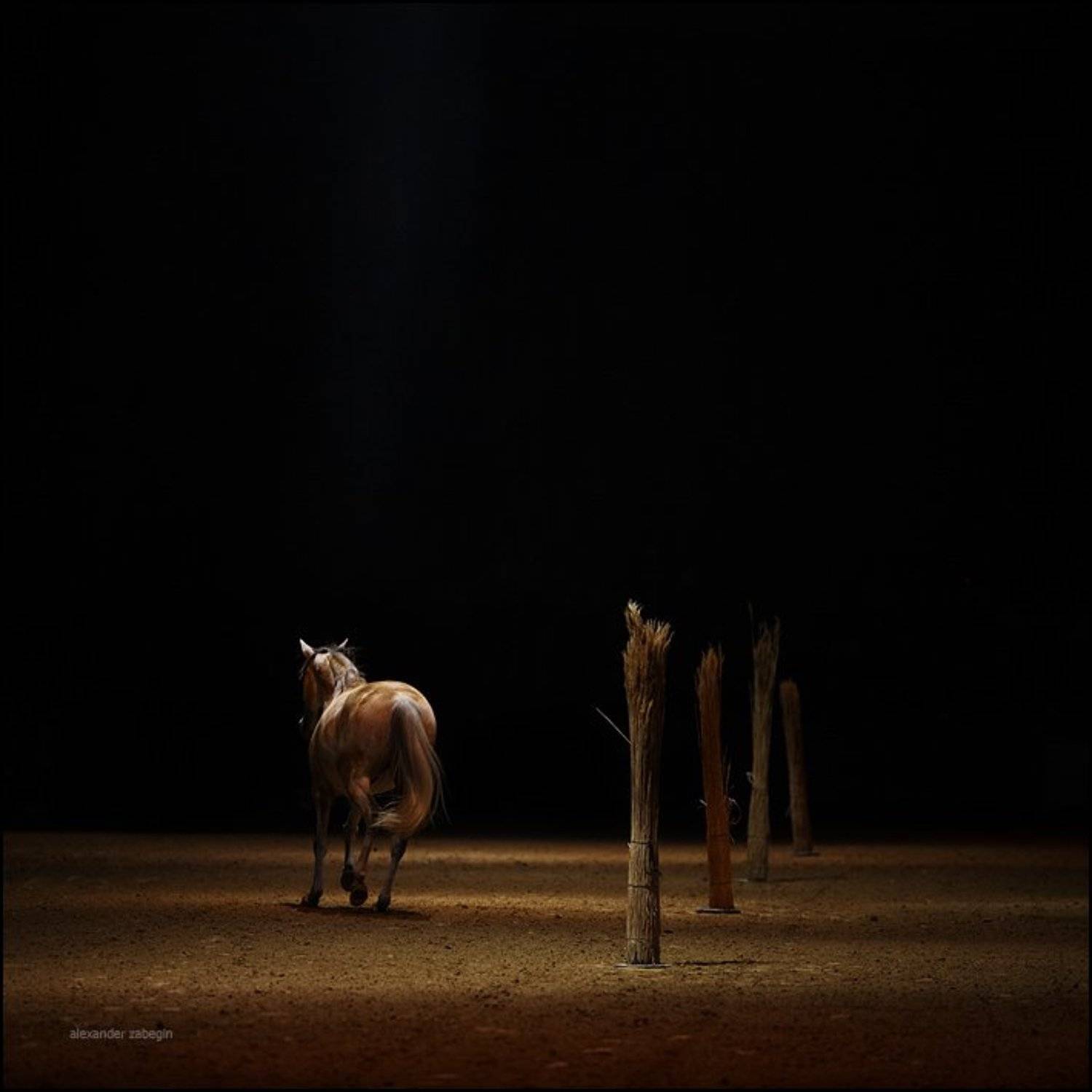 лошадь, лошади, конь, horses, horse, equi, zabegin, Alexander Zabegin