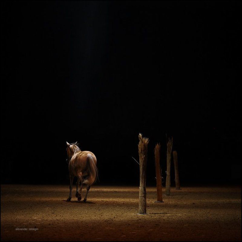 лошадь, лошади, конь, horses, horse, equi, zabegin *** фото превью