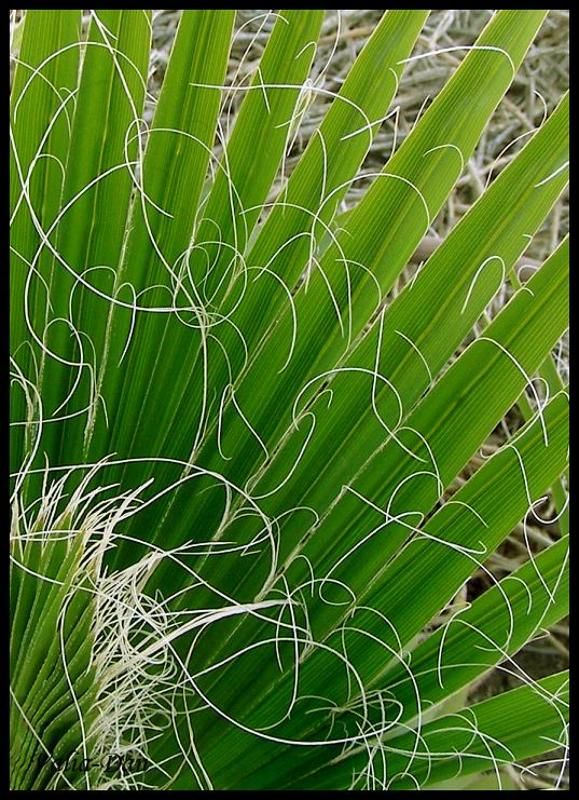 Седины нескучные барашки... фото превью