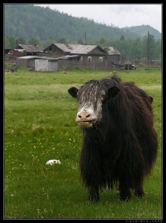 хайнык, як, бурятия, тунка, Игорь Глушко