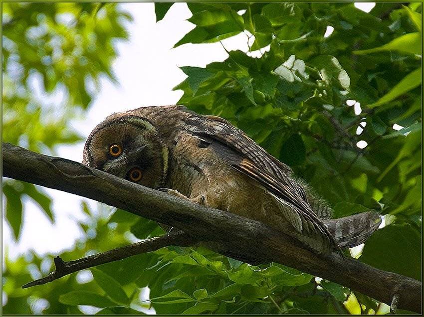 лето,совёнок,дерево, Partner
