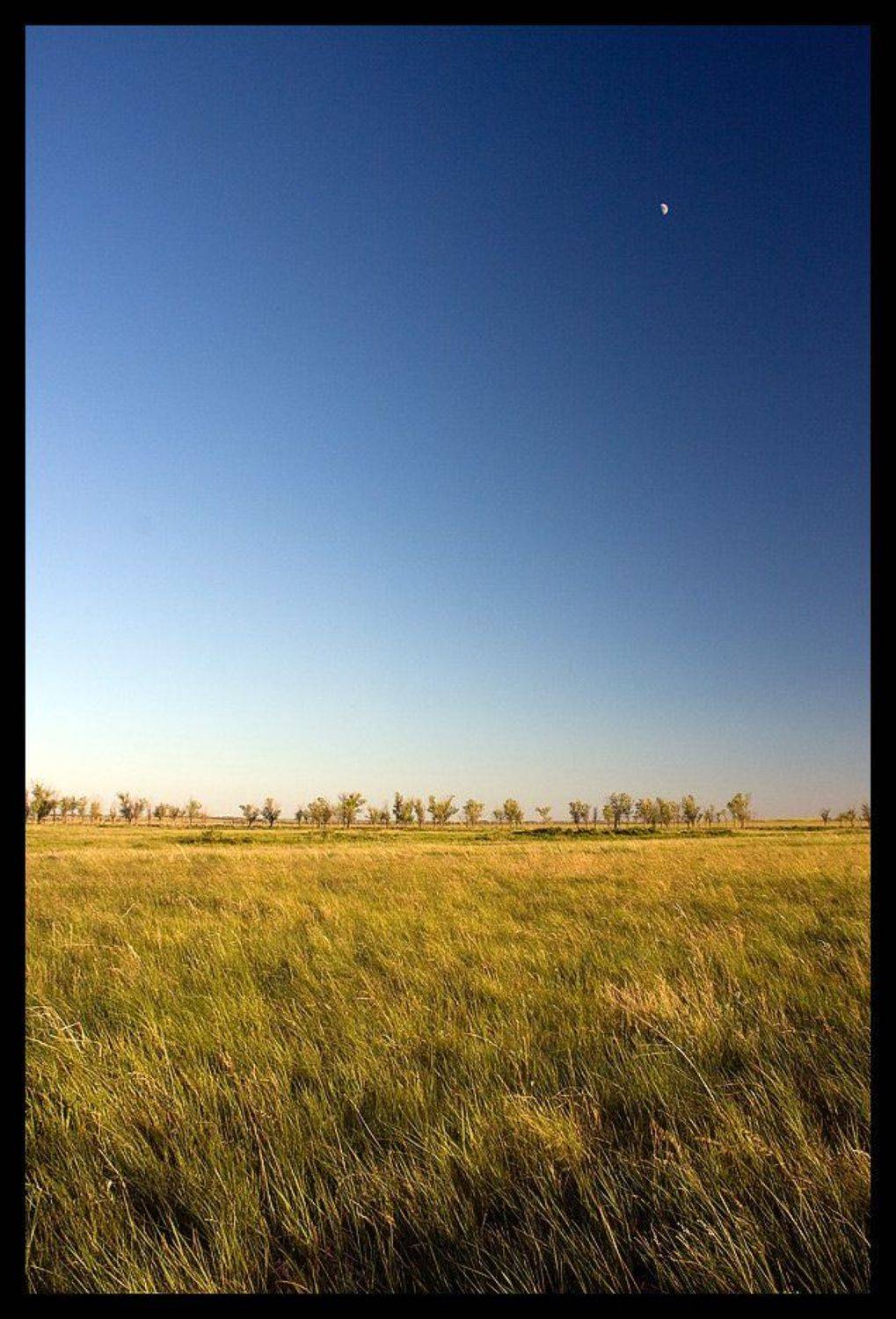 степь, луна, карагач, ковыль, фотография, faniz