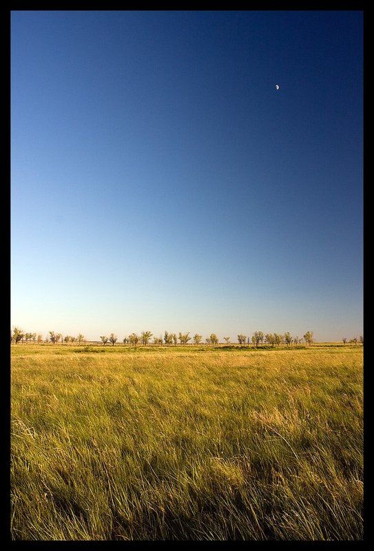 степь, луна, карагач, ковыль, фотография На границе фото превью