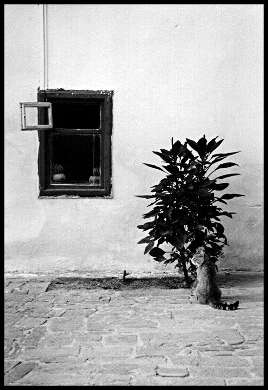 кошка у окошка фото превью