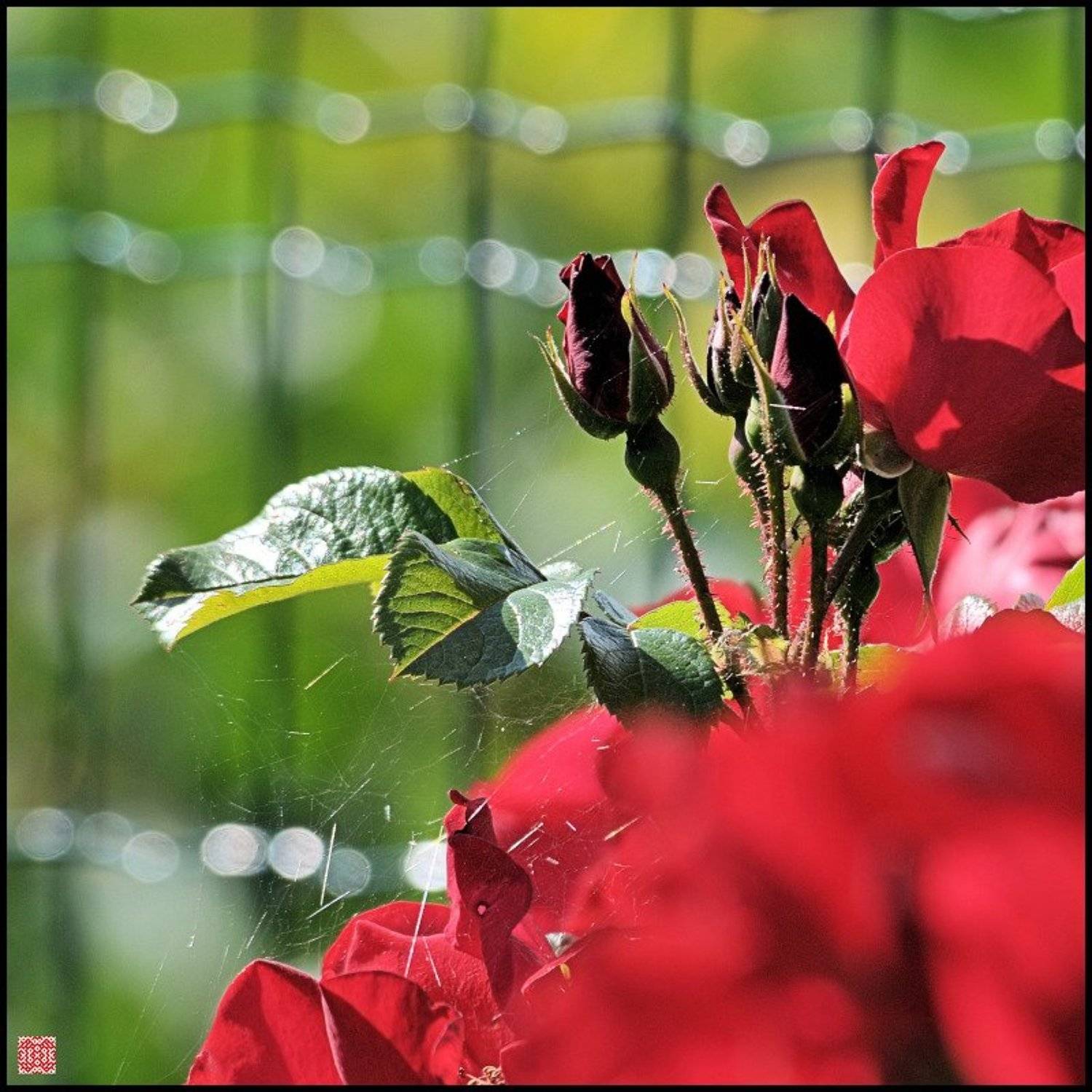 , Cairns (Павел Васильев)