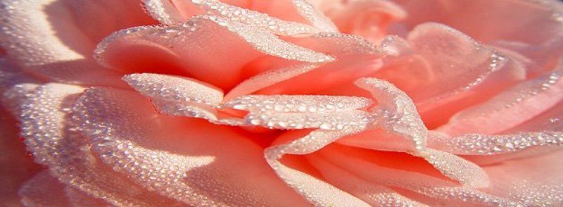 цветок Роза фото превью