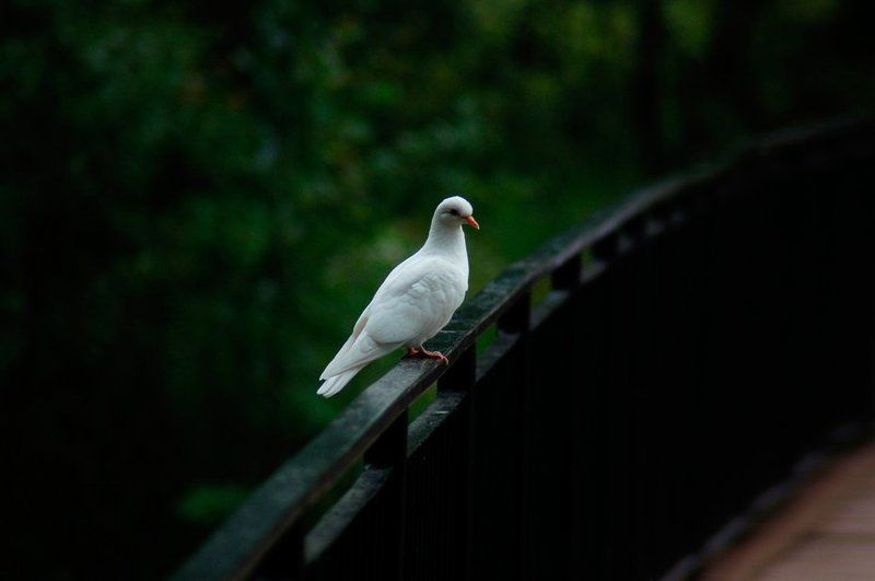голубь, перила, мост Душа фото превью