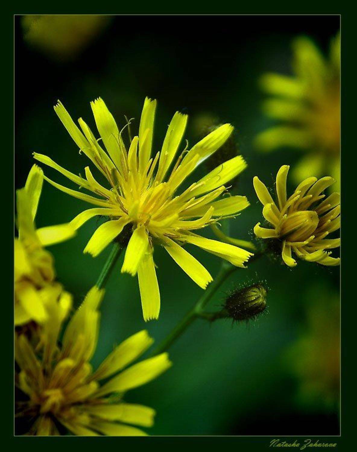 , Наталья Захарова