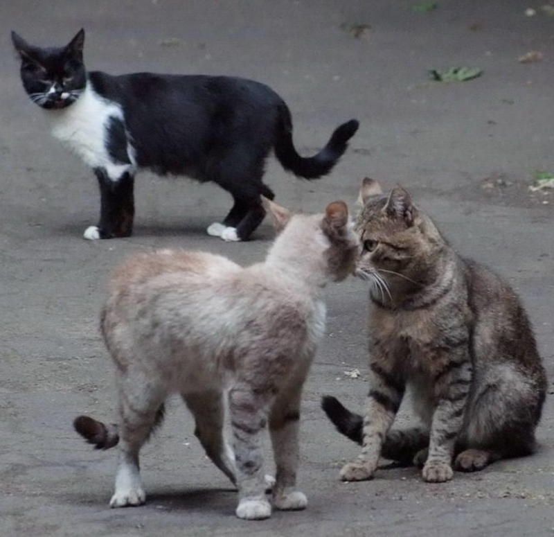 cat Третий - лишний фото превью