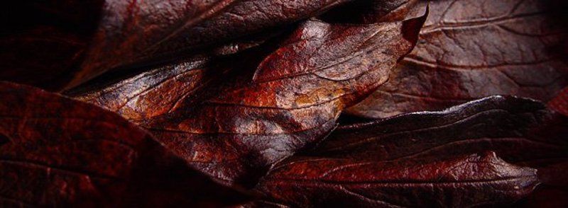 листья Листья фото превью