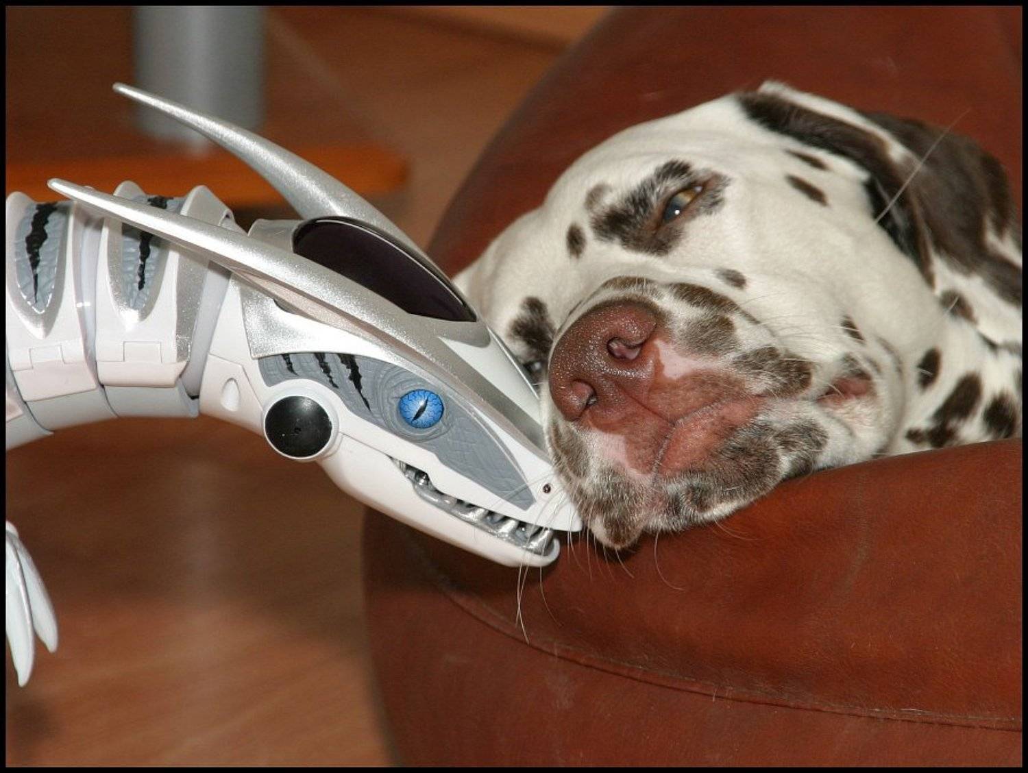 гоша, Cairns (Павел Васильев)