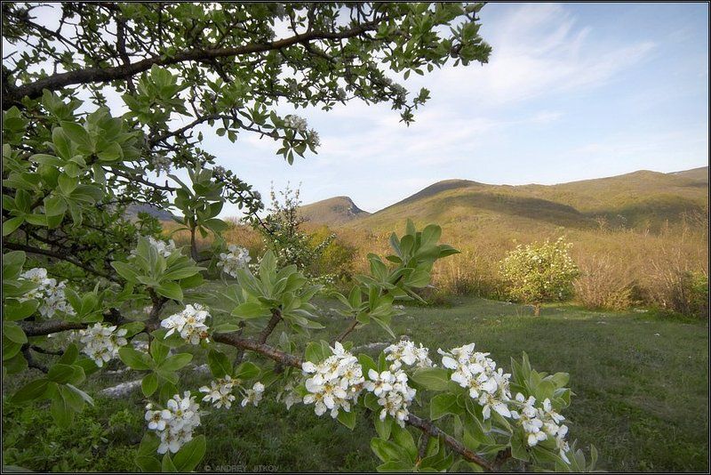крым, вечер, горы, небо, цветы, пейзаж * * * фото превью