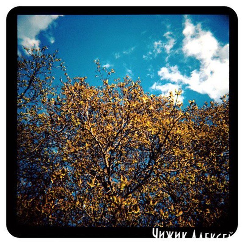 diana+ lomo фото превью