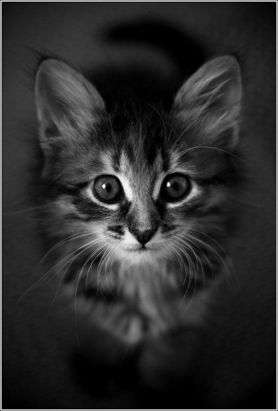 \\nameless_cat фото превью