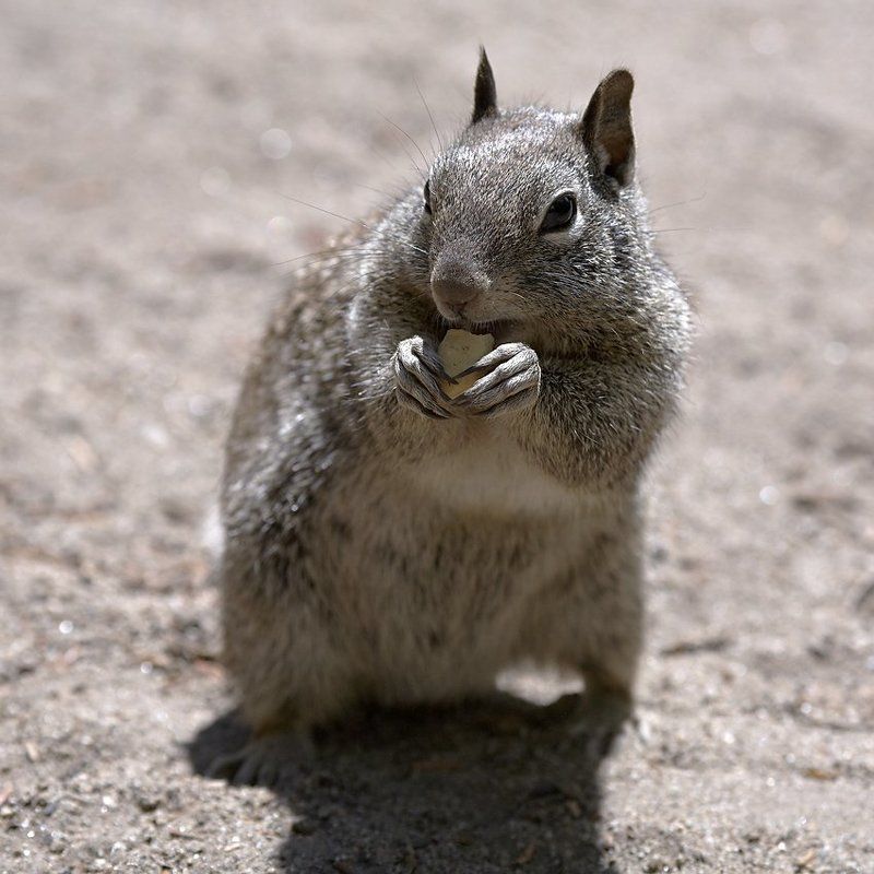 Не дам! Моё! фото превью