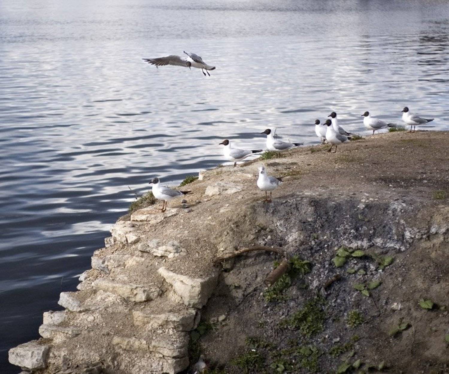 чайки,небо,вода,шлиссербург, Евгений Пугачев.