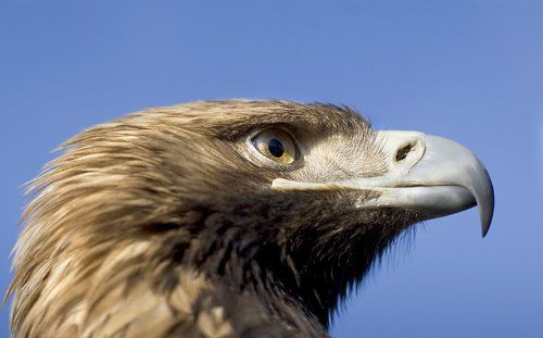 Гордый профиль