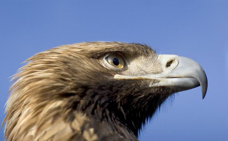 птиц Гордый профиль фото превью