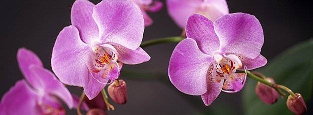 цветок, photograf