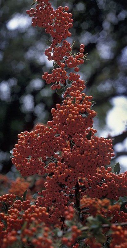 ягода такая Облепиха фото превью