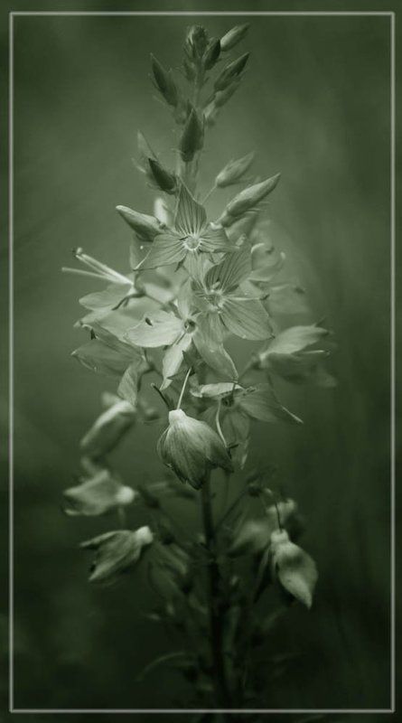 ***** фото превью