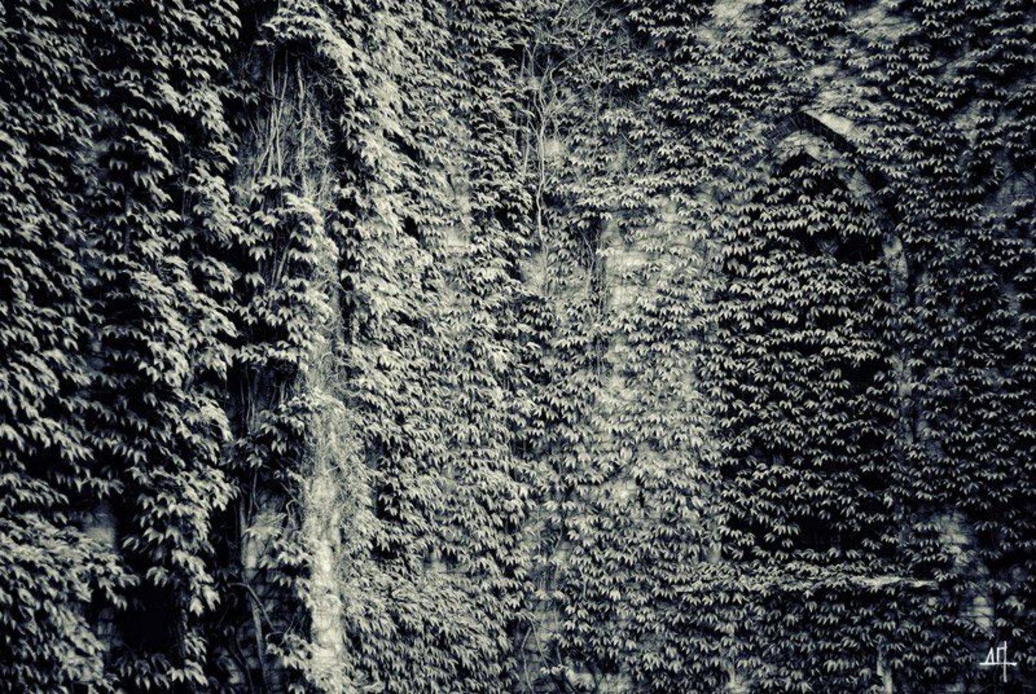 , Дмитрий Плотникофф