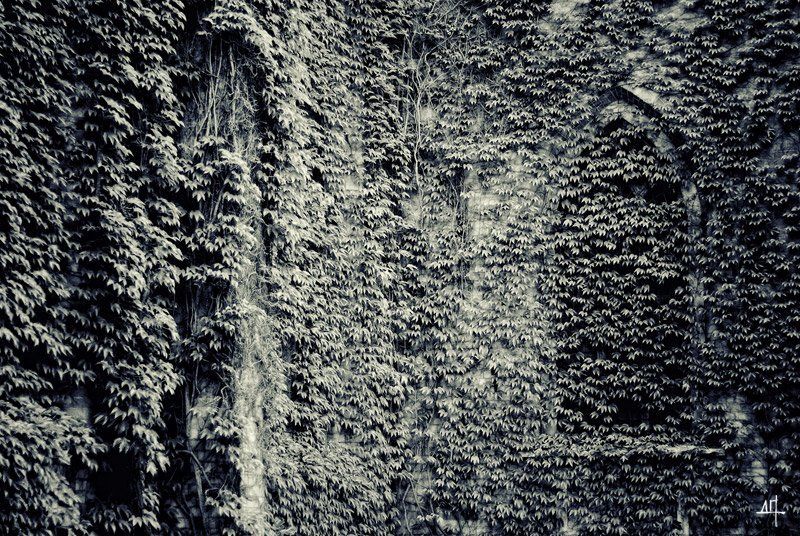 Живое фото превью