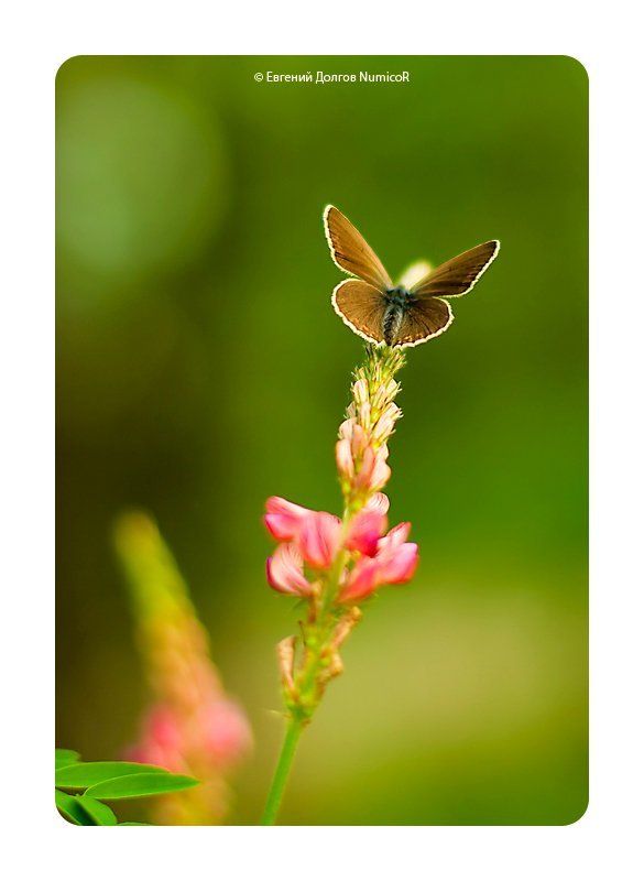 лето, бабочка, цветы, зелень, закат на взлет... фото превью