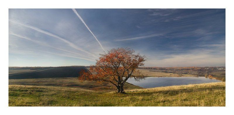 дерево, пашня, пруд, осень, ноябрь Про дерево, под которым хорошо играть в шахматы. фото превью