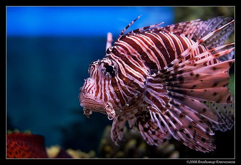 Зеброрыб фото превью